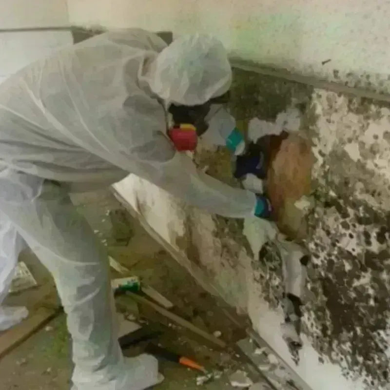 Mold Remediation and Removal in Church Hill, TN